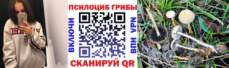 продажа наркотиков  Котельнич  Галлюциногенные грибы мицелий 
